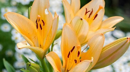 Lily growers will have to apply for pesticide licences