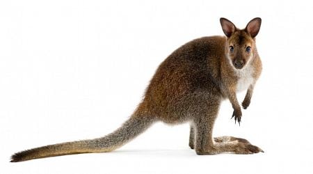 Women come eye-to-eye with escaped wallaby in Noord-Brabant village 