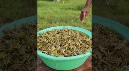 LOCUSTS Criquets | GARLIC &amp; BASIL from the tongue