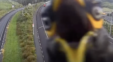 Highway Camera Captures a Surprise, Squawking Cameo