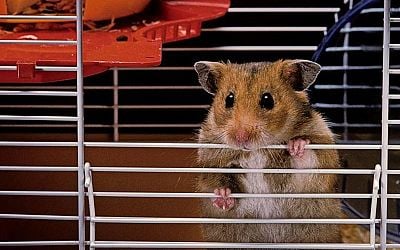 132 hamsters reportedly broke loose on a passenger plane, forcing it out of service for days