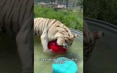 The white tiger gave the man a child#animal #tiger #rescue #friendship #fyp