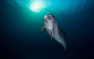 This Solitary Dolphin in the Baltic Sea Is Really Going Through It Right Now