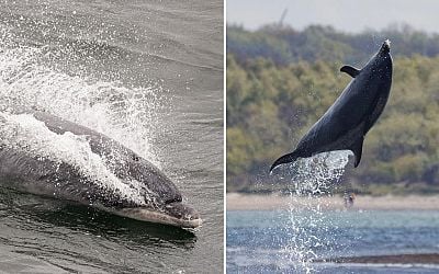 Lonely dolphin has 'highly vocal' conversations