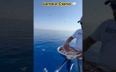 Larnaca #drnishantvlogs #travel #shorts #trending #cyprus #fish #sea #birds #diving