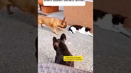 diam bukan berarti lemah #animal #cat #funny #dubbingkucing #kucinglucu #shorts @zevaxavier