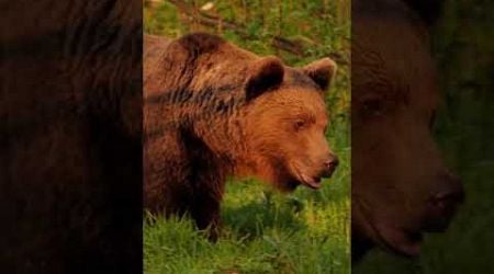 #bear #bears #liptov #wildlie #wildlife #wilderness #wilde #tatry #hory #slovakia #nature #animals