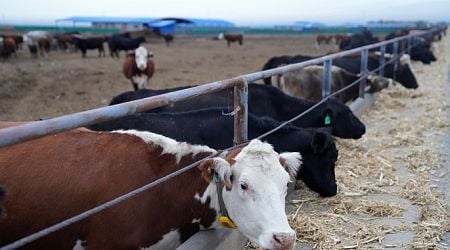 Azerbaijan restricts livestock imports from EU amid disease concerns