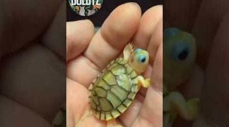 Cute Animal Transformations! #turtle #animals #animaljourney #beautifulnature #cute #transformations