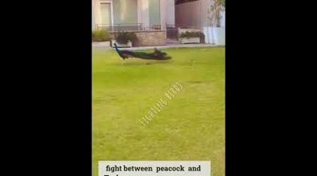 Fight between peacock and Turkey