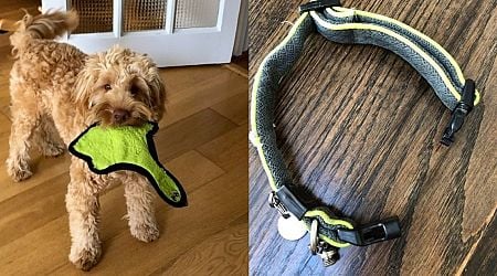 Dog owner watched in horror as beloved pet strangled by own collar while playing in garden