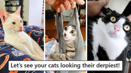 28 Derpy Cats Dropping Doofus Funny Feline Faces That Are Seriously Silly and Will Split a Smile