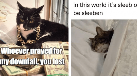 22 Crazy Cat Memes Meowing at This Midweek Madness to Bring a Blissful Whimsy Weekend