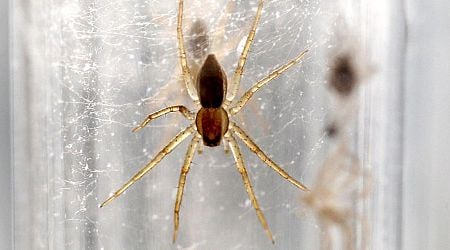 Why are 10,000 giant spiders on the loose in the UK?