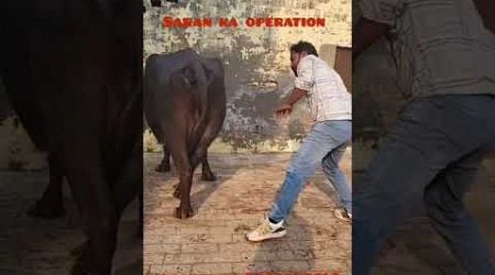 Mpd | Saran ka operation | vickysaini 9988557160#cow #animal