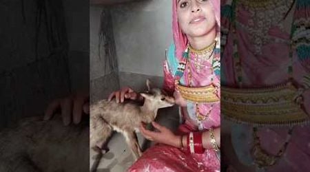 Bishnoi community is biggest animal lover in world #shorts