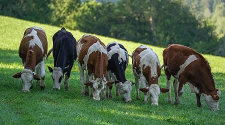 Cork farmer given 'one more chance' after 17 rotting calf corpses discovered on his land