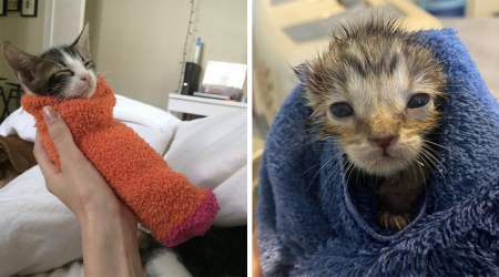 Cozying up with These 20 Warm and Comfy Cats and Kitties That Are Wrapped up Tight like a Purrito