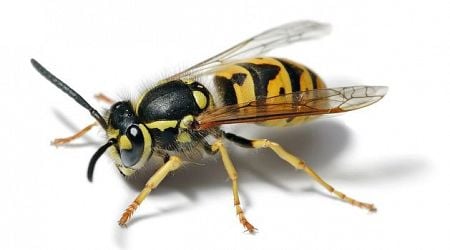 Man dies in Cork after being stung by wasps while cutting hedges