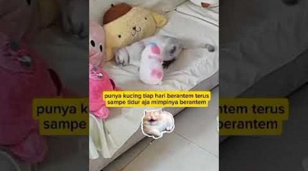 mimpi berantem #animal #cat #funny #komedikucing #kucinglucu #shorts @zevaxavier