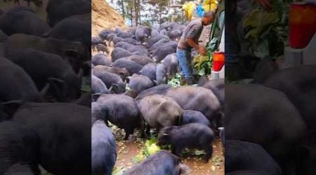 Brilliant Idea Raising Pigs On The Mountain #farming #animal #creative