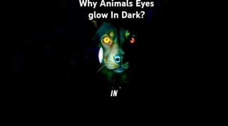 Why do animals eyes glow in the dark? #animal #animaleyes #cateyes #eyeglow