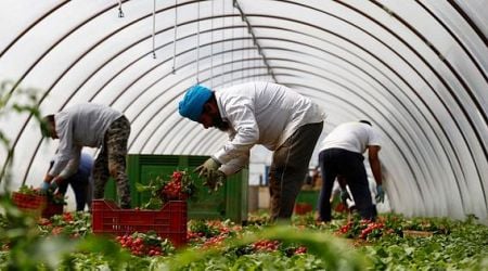 A Sikh worker died in a farm accident but Indians are risking it all for life of abuse in Italy