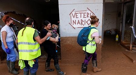 Spain floods: Improvised vet station treats pets sick from tainted mud