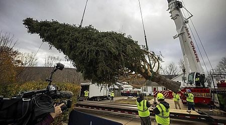 This year's 74-foot Rockefeller Christmas tree is en route from Massachusetts