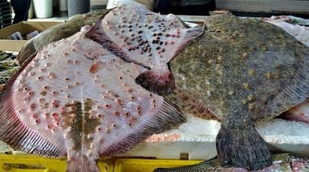 Turbot quota for Bulgaria up by 10%