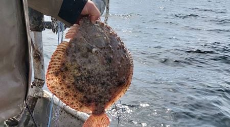 Bulgaria to Have Higher Quota for Catching Turbot, Agriculture Ministry Says