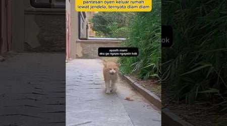 Oyen mainnya tempat sepi #animal #cat #hewankucing #funny #kucinglucu @zevaxavier