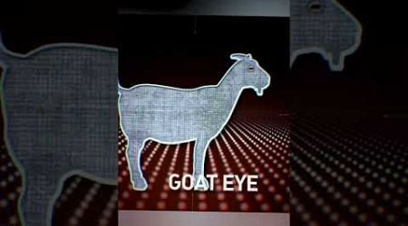 Got vs cat eyes #goat #facts #cat #wildlife #shorts #tranding #viral #videos #reels #tiktok