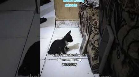 Tahukah kamu apa itu kucing tuksedo... #infokucing #catlover