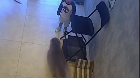 The Cat Calmed The Baby (VIDEO)