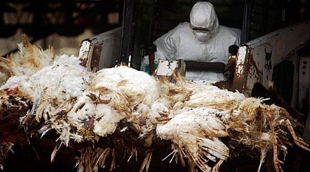 Bird flu detected in Baranya County, Hungary