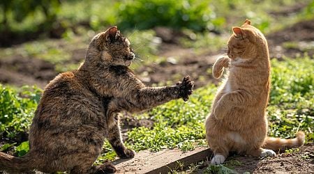 Drugged cats rushed to a veterinary hospital in Bucharest