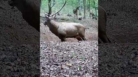 Jelenia ruja. Deer rut. #nature #wildlife #deer #slovakia