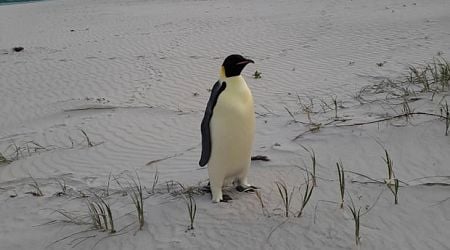 Gus the penguin makes mysterious solo trip to popular Australian beach