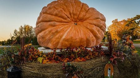 The Rise of Giant Pumpkins