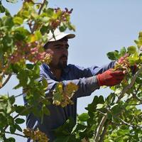 Gaziantep's pistachios earn 2nd place on renowned gastronomy list