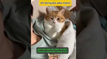 Ketahuan tidur sama laki orang #animal #cat #komedikucing #funny #kucinglucu #kucing @zevaxavier