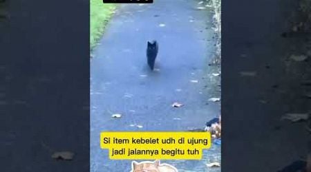 kebelet boker #cat #animal #funny #komedikucing #kucinglucu #shorts @zevaxavier