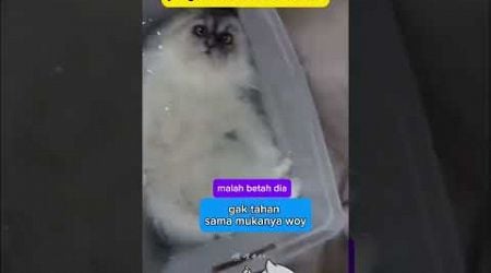 nadahin bocor malah di tidurin #cat #hewankucing #animal #kucing #kucinglucu #funny @zevaxavier