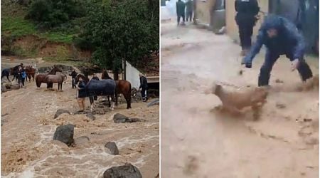 WATCH: Dramatic moment 80 horses and dogs are rescued from Malaga stables during DANA flash floods