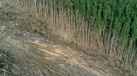  EU deforestation law delayed as EPP joined by far-right to slow down obligations 