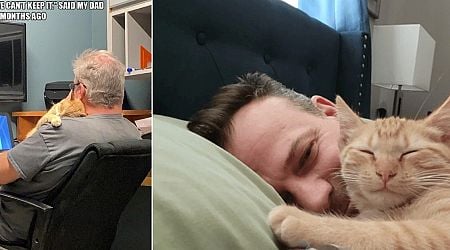 Dog Guys Who Got Cats for Their Kids and Now Can't Stop Sharing Pics of Their Purrfect Feline Friends