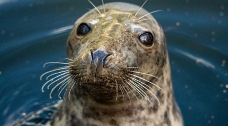 EU fisheries ministers call for seals, cormorants population control amid fish stock decline