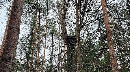 Black stork population declines in Latvia