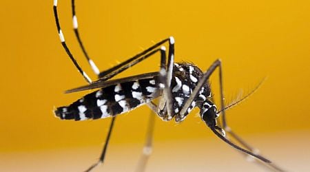 French overseas territory Guadeloupe declares dengue epidemic